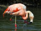 Chilean Flamingo (WWT Slimbridge September 2013) - pic by Nigel Key